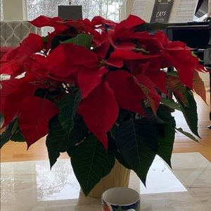 Meet your Posher, Carole